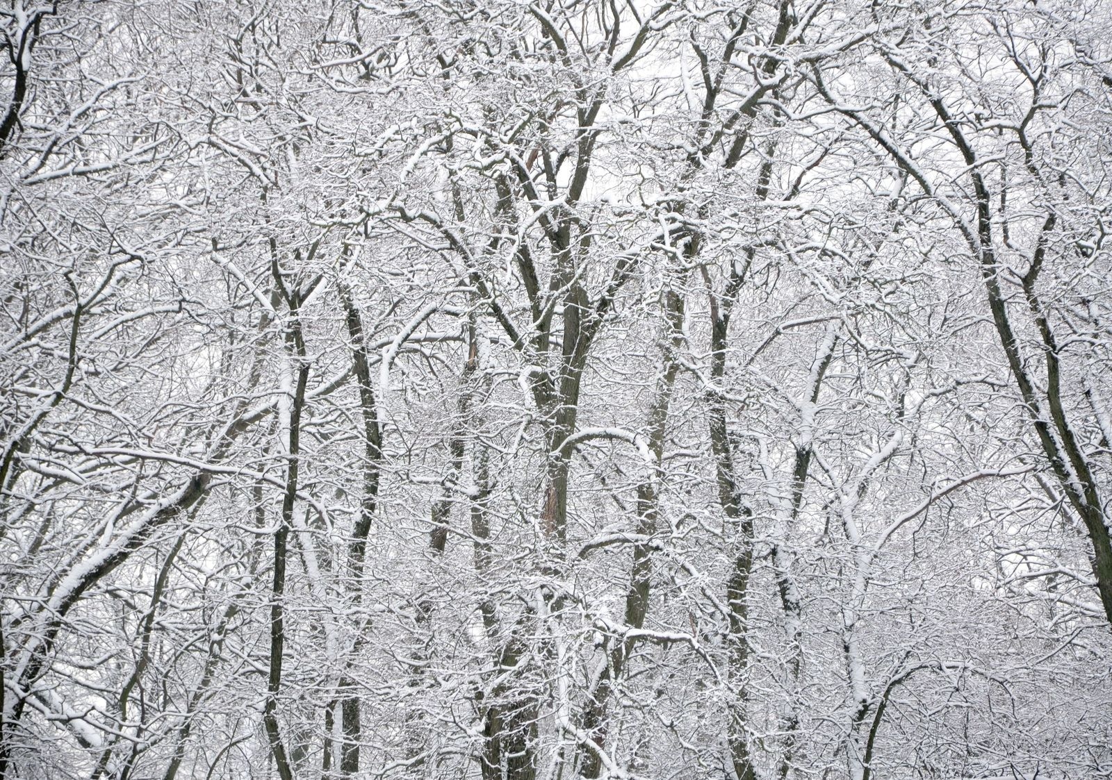 Зимняя смальта | Фотограф Валерий Зелезей | foto.by фото.бай