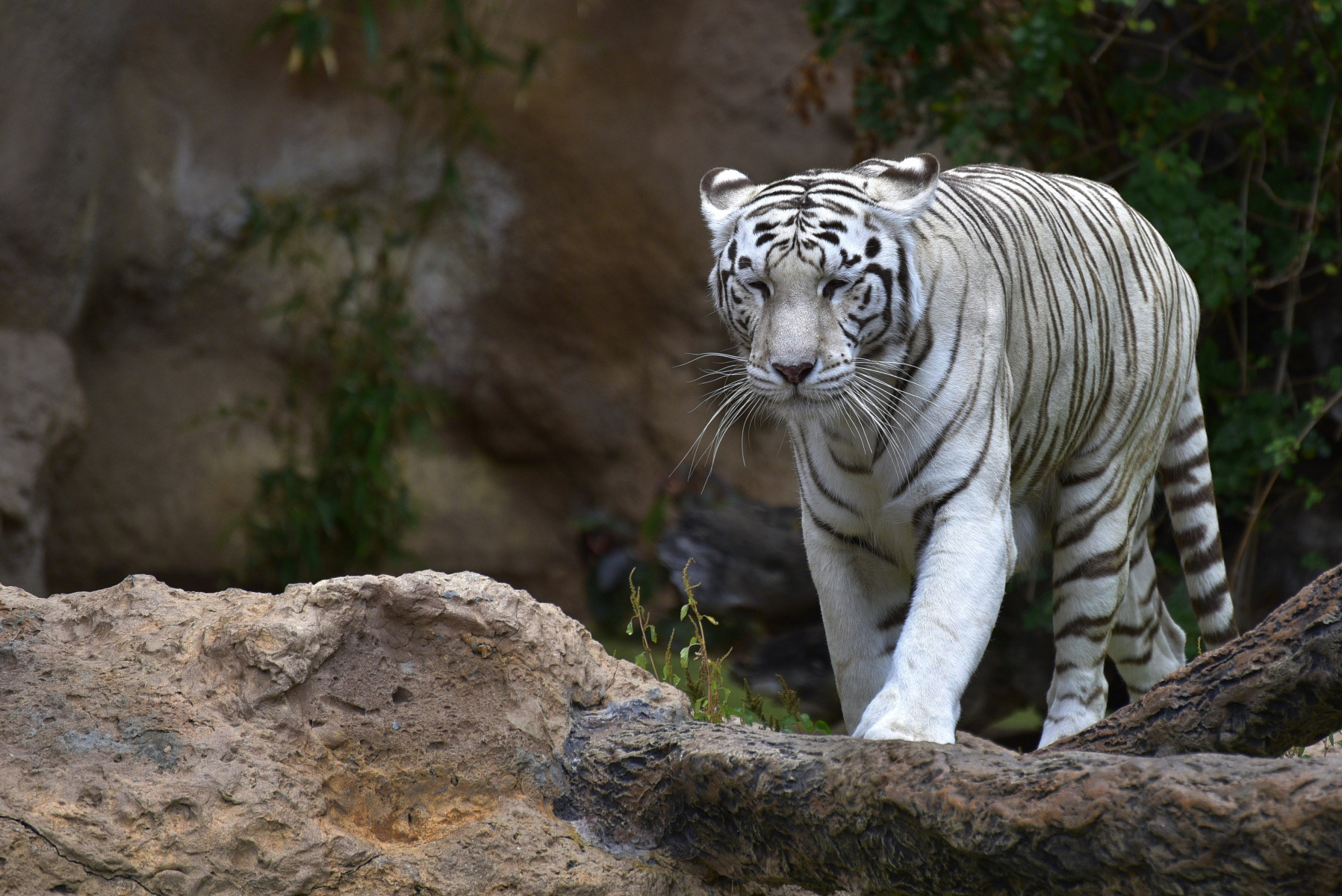 Белый тигр.. | Фотограф Ihar Karneichuk | foto.by фото.бай