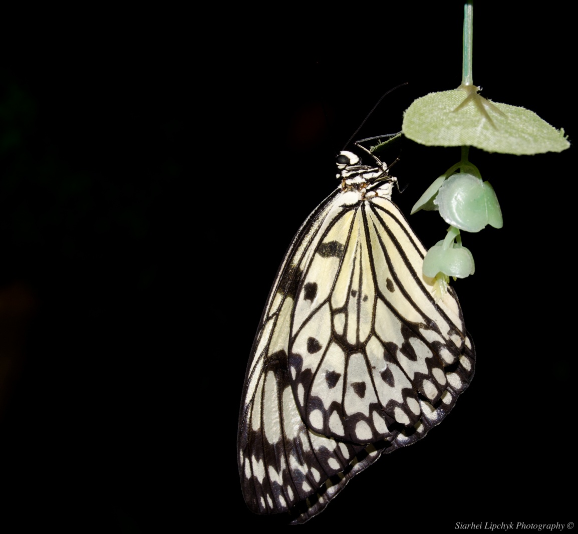 Бабочка | Фотограф Siarhei Lipchyk | foto.by фото.бай