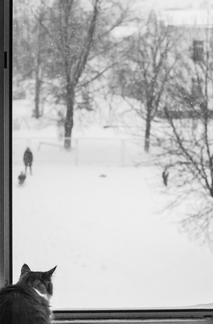 Снег за окном | Фотограф Дмитрий Расанец | foto.by фото.бай