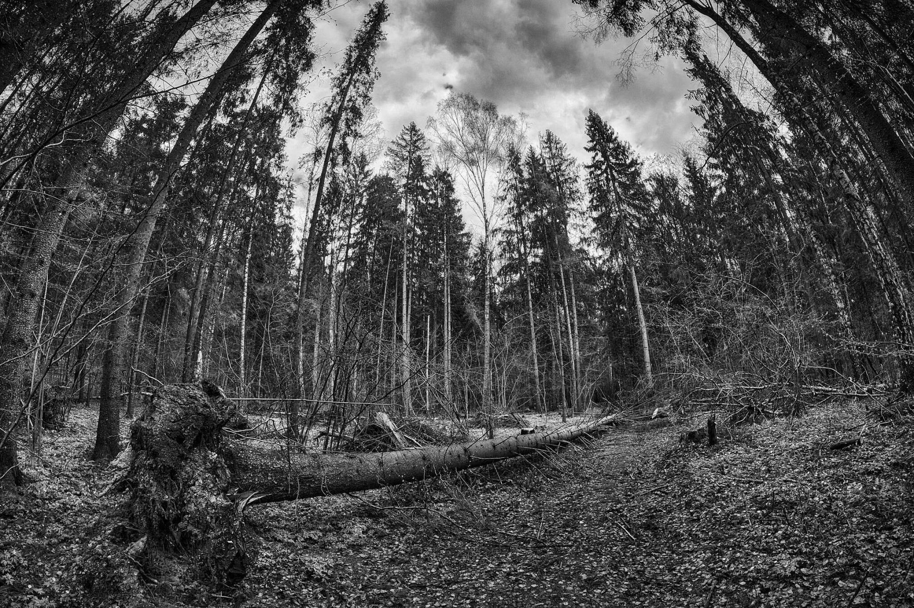 Forest | Фотограф Зміцер Пахоменка | foto.by фото.бай