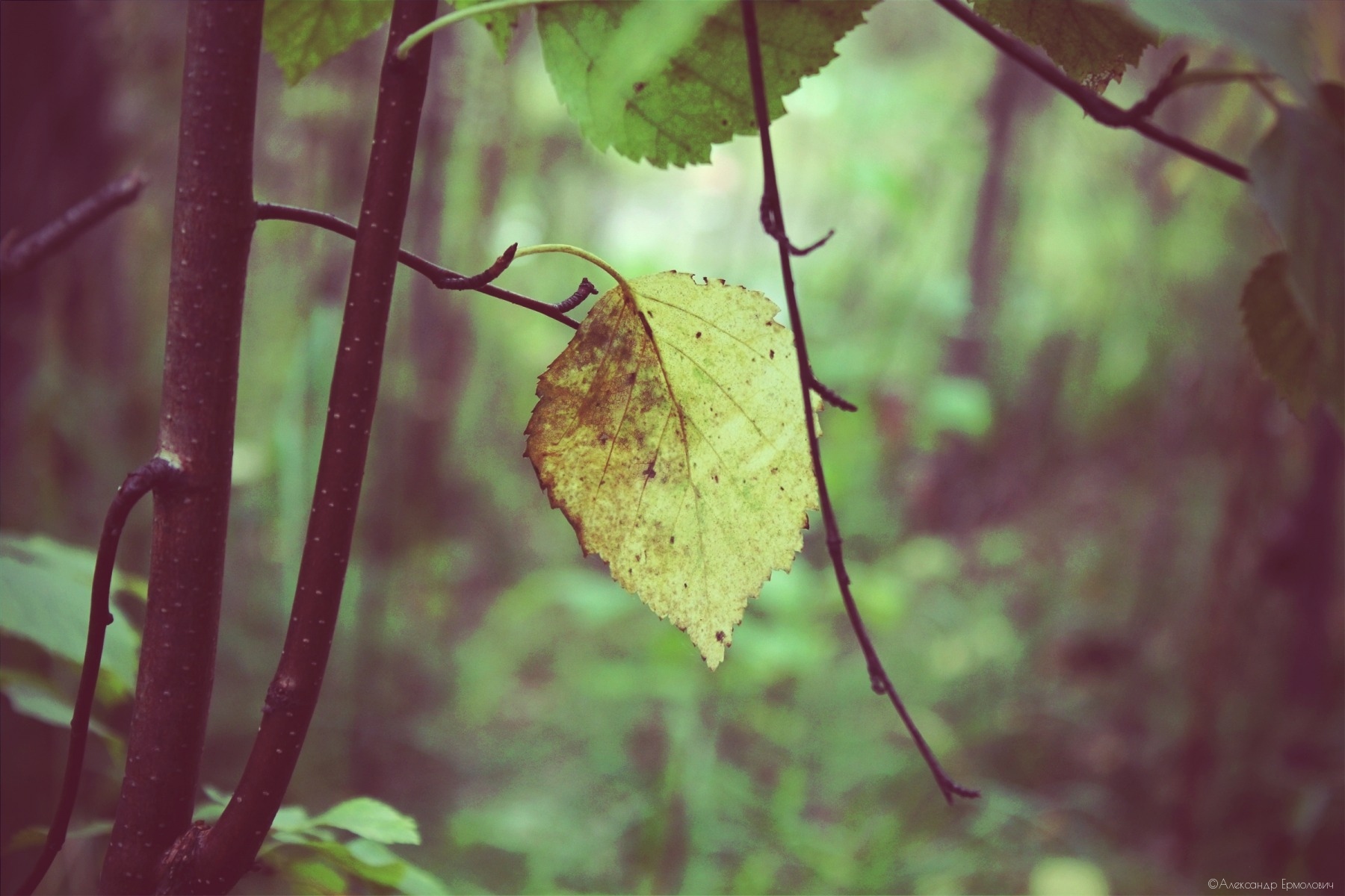 Осень | Фотограф Александр Владимирович | foto.by фото.бай