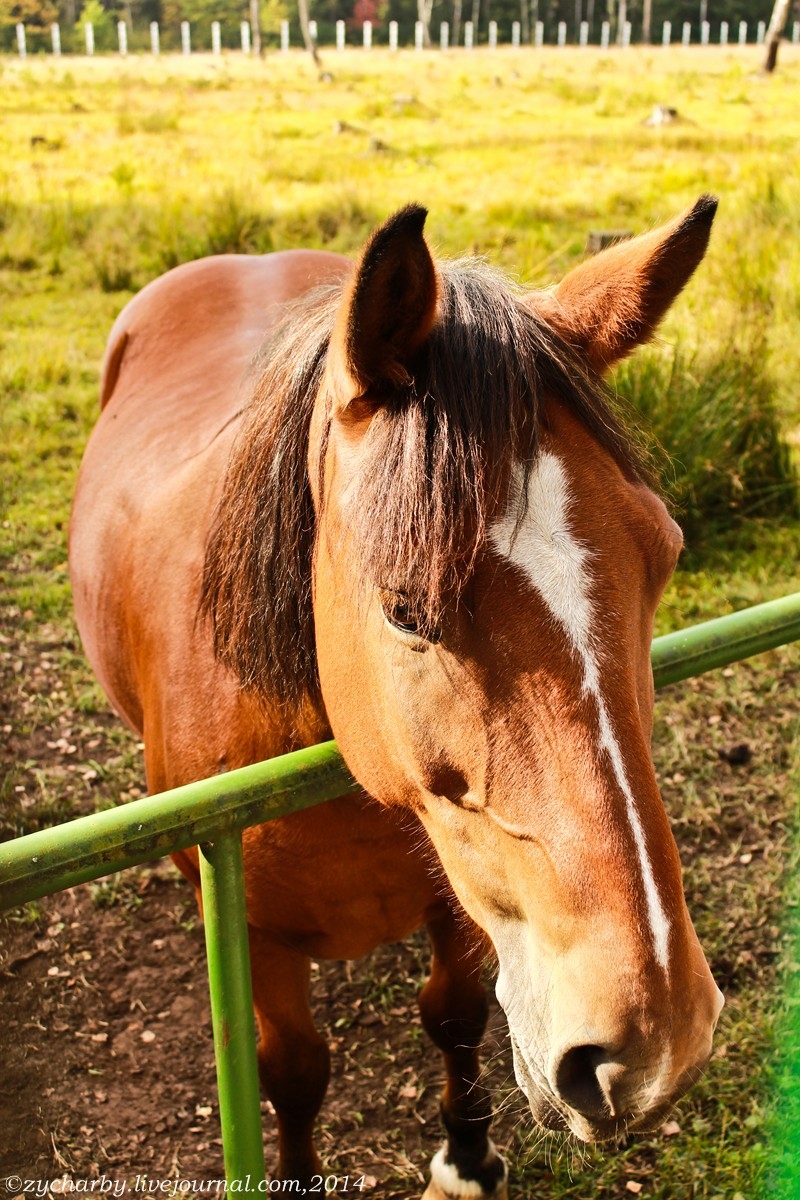 Понимающая лошадка | Фотограф Vadzim Zycharby | foto.by фото.бай