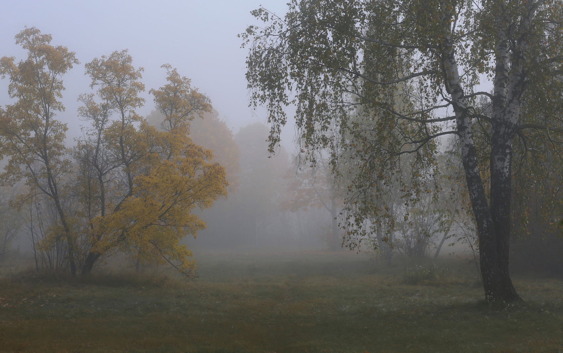 Тихое утро туманное | Фотограф Александр Задёрко | foto.by фото.бай