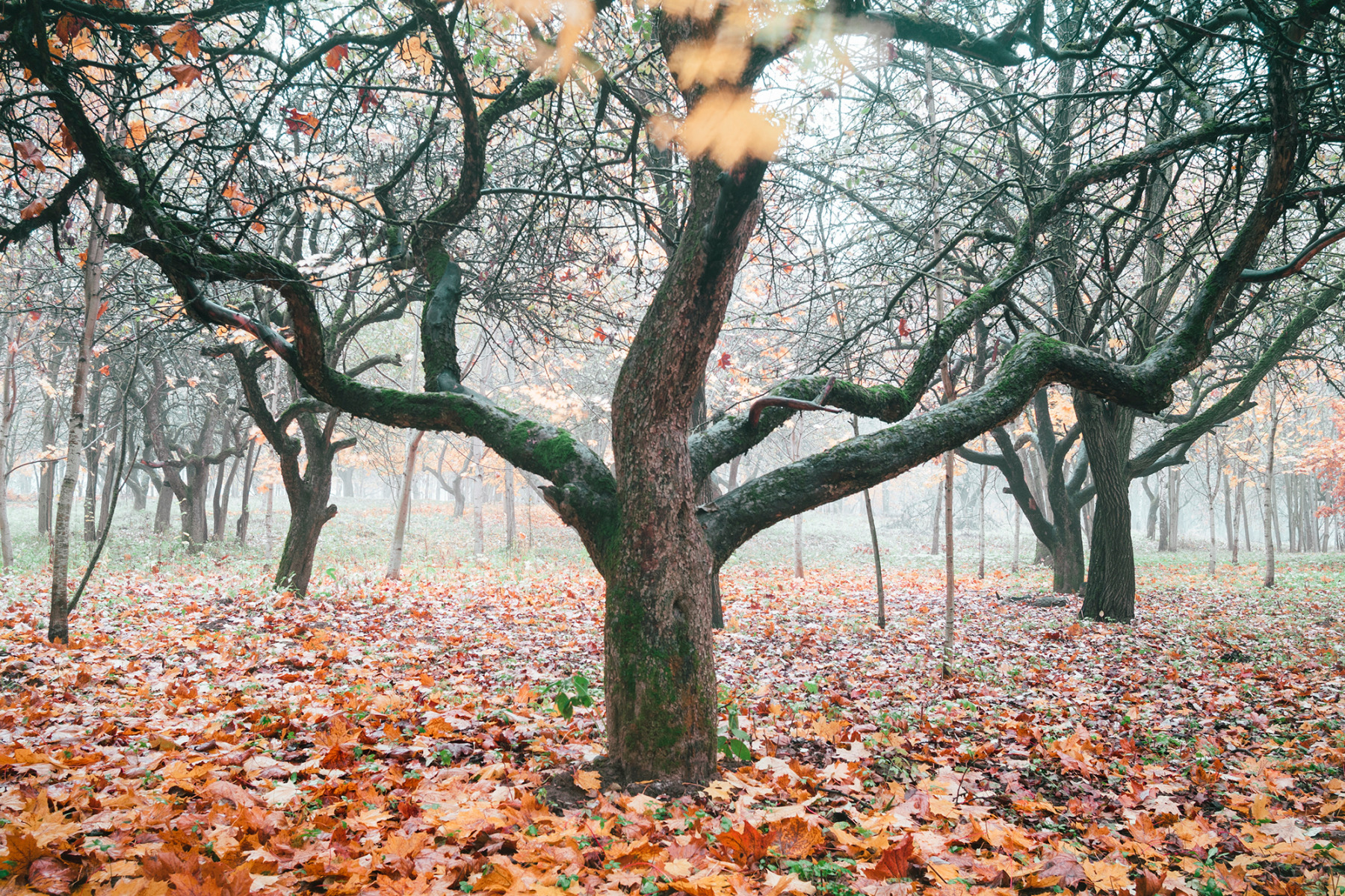 Осень | Фотограф Алексей Шандалин | foto.by фото.бай
