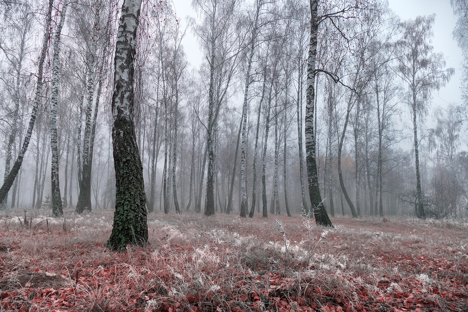 А зимы всё нет | Фотограф Александр Чиж | foto.by фото.бай