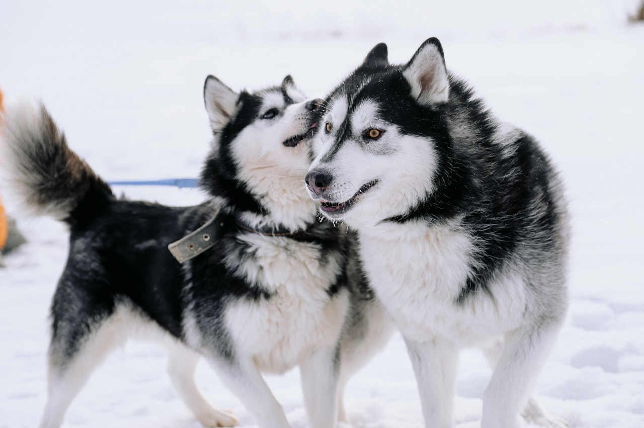 Фотограф в Минске - семейный, свадебный, репортажный фотограф. Фотосъёмка крещения, дня рождения, юбилея, венчания, корпоратива в Минске., фотография от 18.02.2026