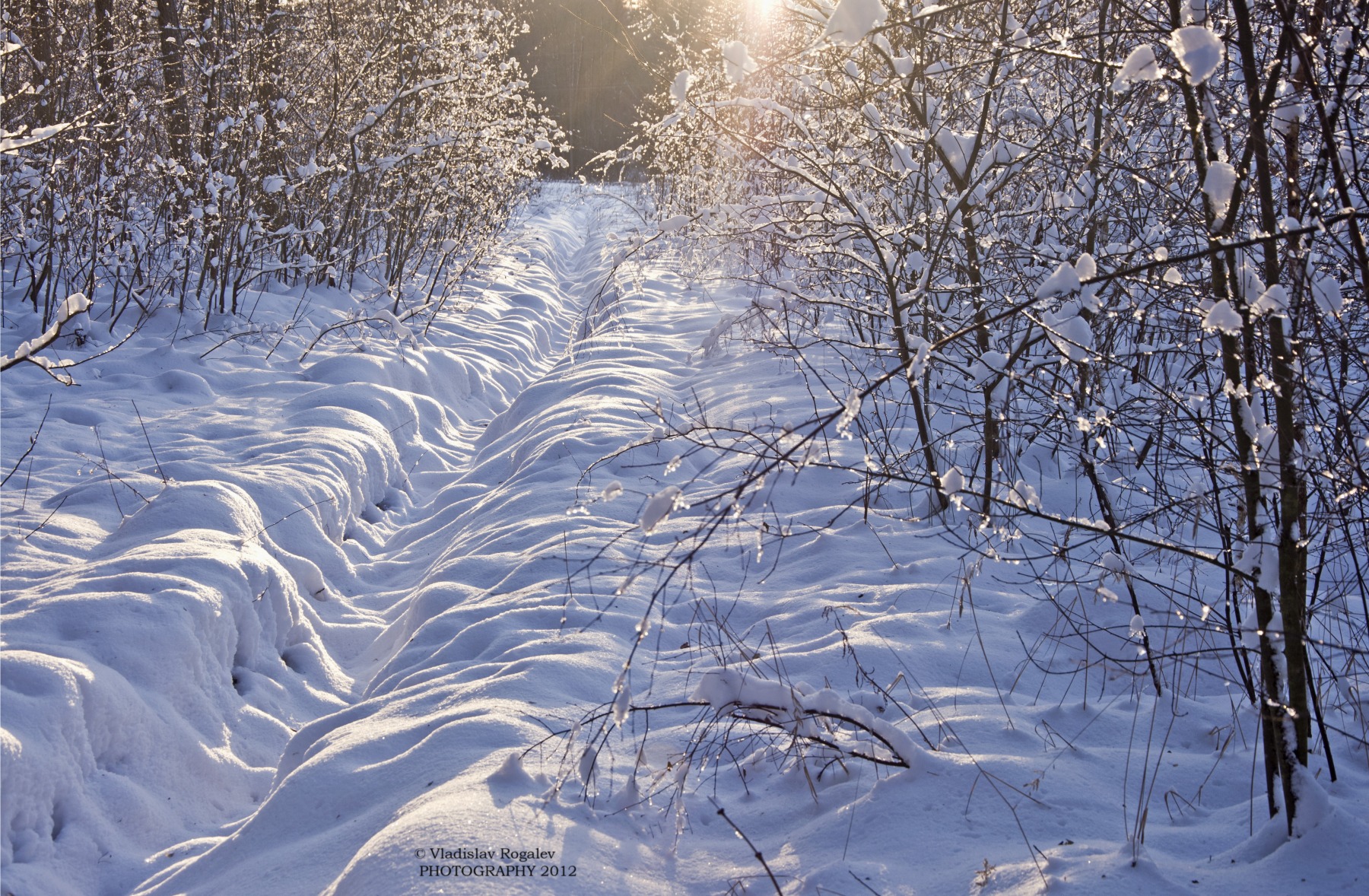из прогулок на лыжах по лесу | Фотограф Владислав Рогалев | foto.by фото.бай