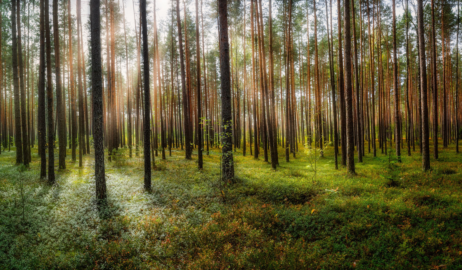 В солнечном лесу | Фотограф Сергей Шабуневич | foto.by фото.бай