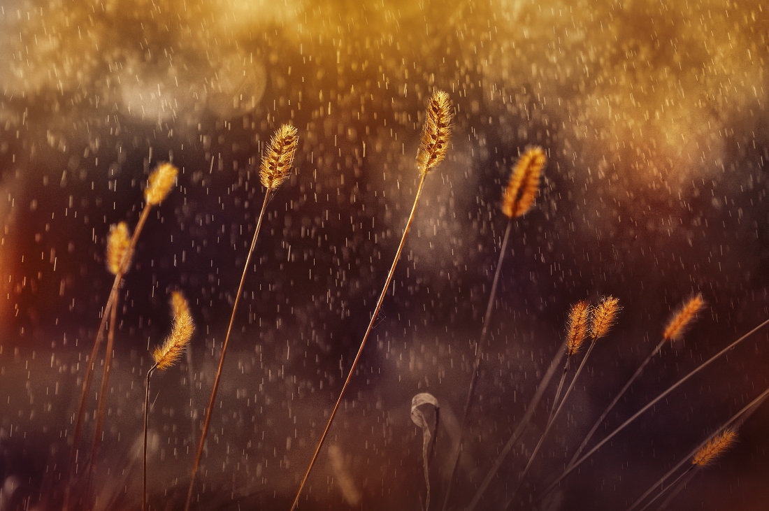 Золотой дождь | Фотограф Лариса Пашкевич | foto.by фото.бай
