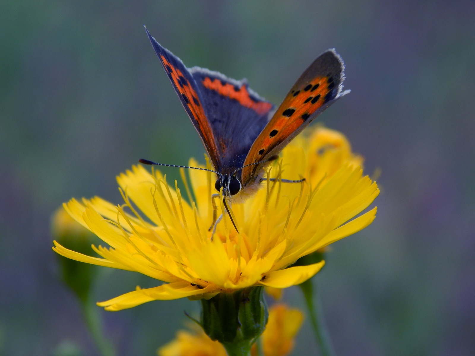 Бабочка | Фотограф Александр Чиж | foto.by фото.бай