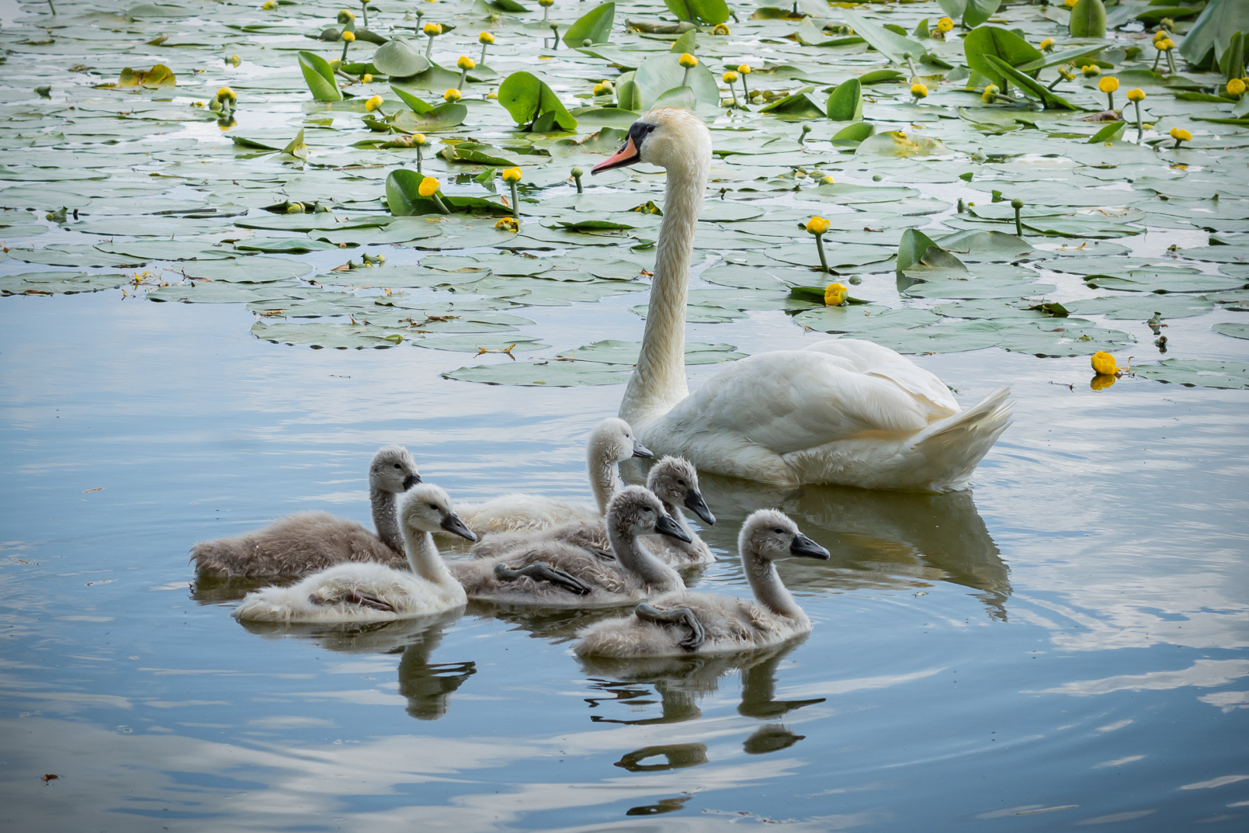 Лебединая семья | Фотограф Дмитрий Шудель | foto.by фото.бай