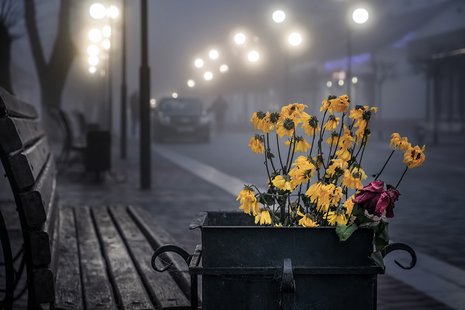 Цветы запоздалые | Фотограф Александр Шатохин | foto.by фото.бай