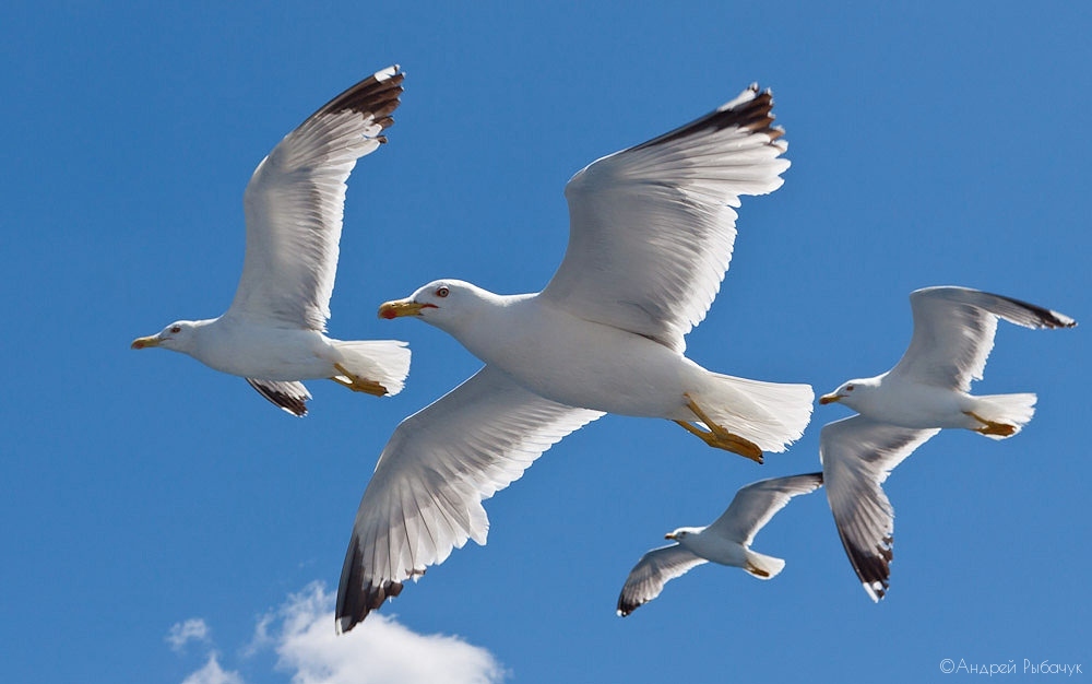 Летят чайки | Фотограф Андрей Рыбачук | foto.by фото.бай