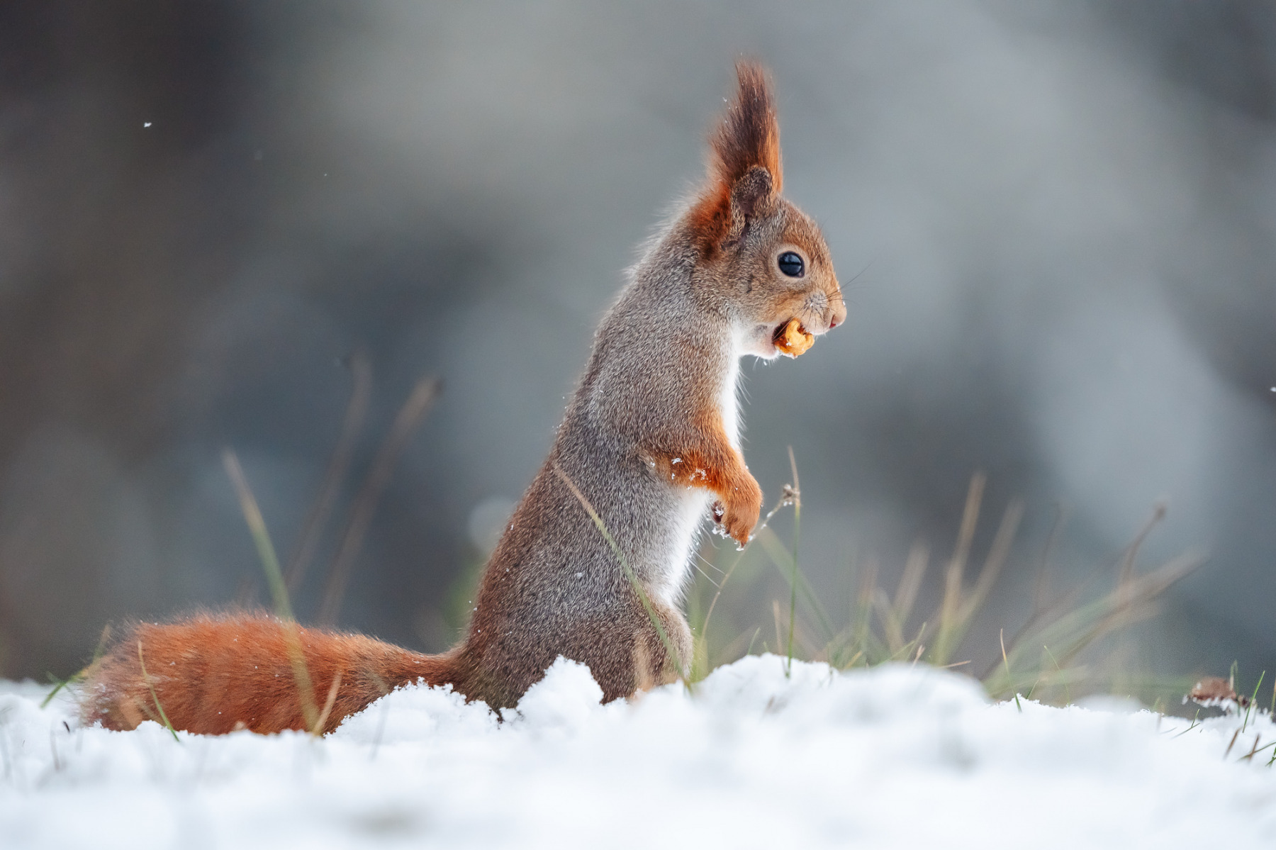 Вавёрка | Фотограф Александр Тарасевич | foto.by фото.бай