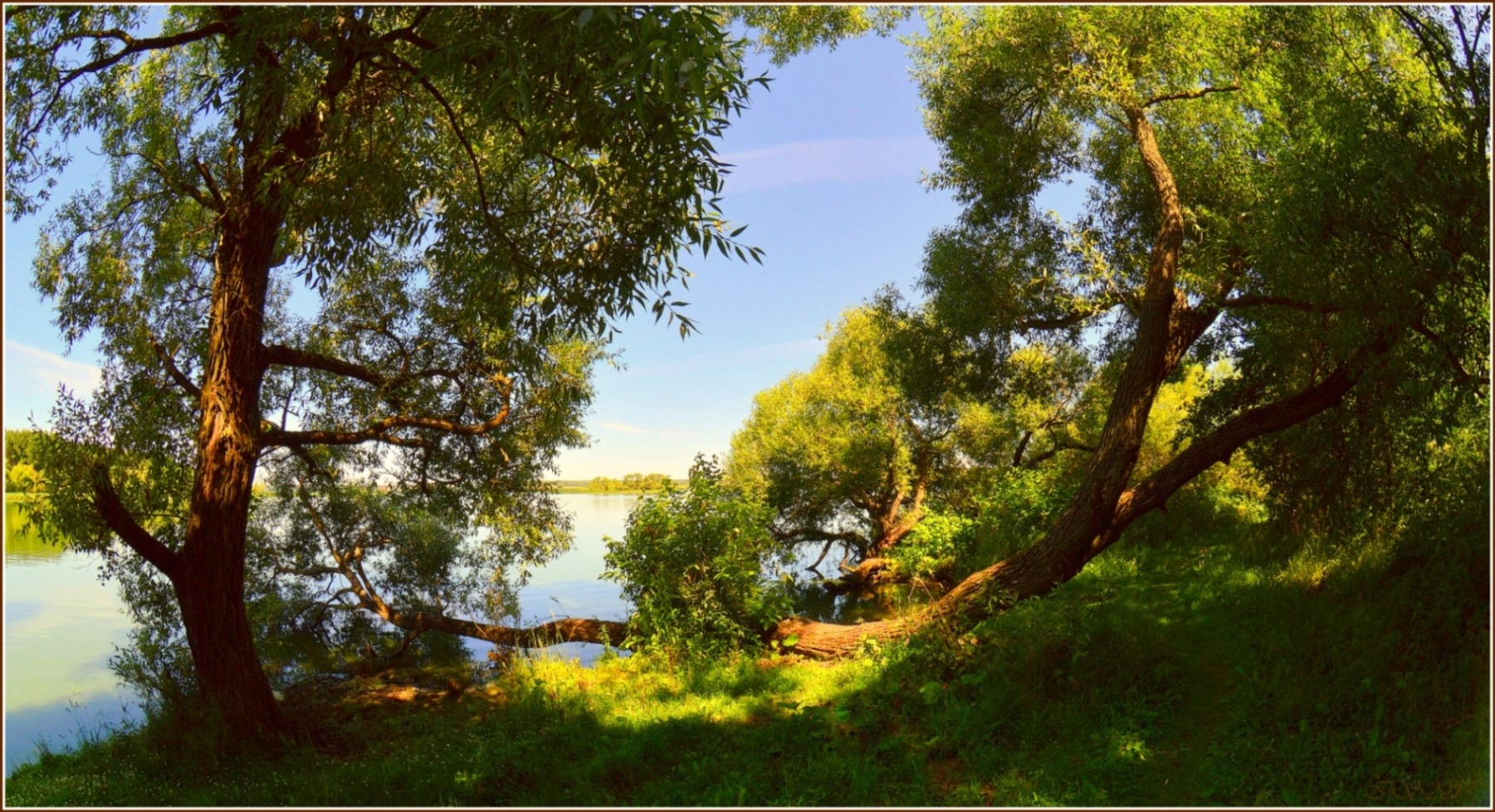 деревья у берега | Фотограф Игорь Сафонов | foto.by фото.бай