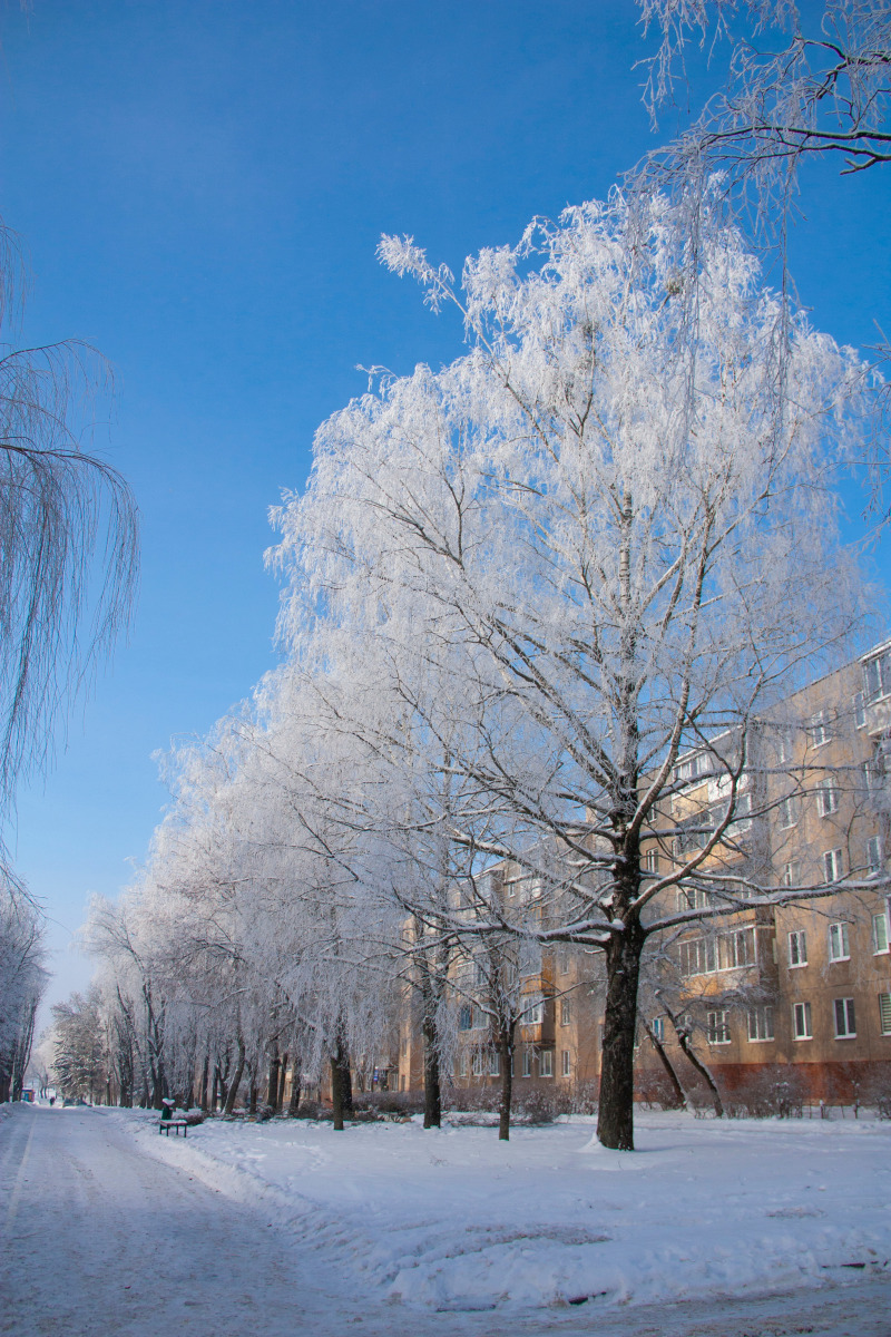 Иней на бульваре. | foto.by фото.бай
