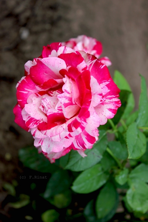 Цветок 1 | Фотограф Ринат Фазик | foto.by фото.бай