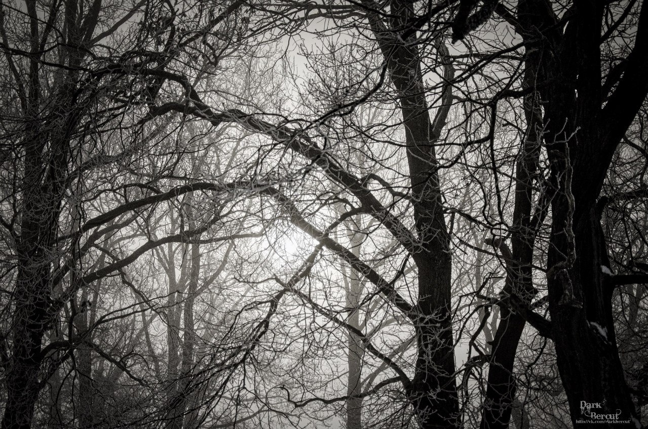 Зимние оттенки серого | Фотограф Андрей Дыдыкин | foto.by фото.бай