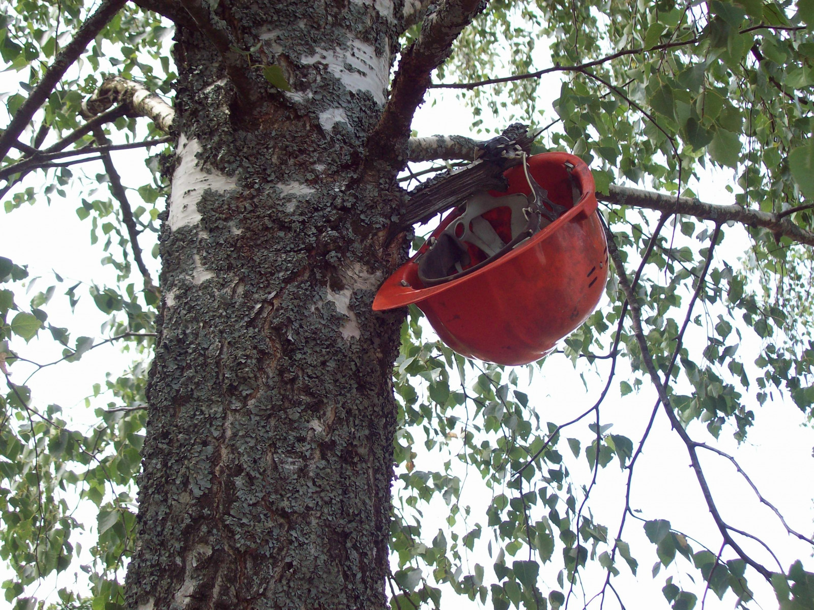 Это тебе, подруга. | Фотограф Людмила Выганная | foto.by фото.бай