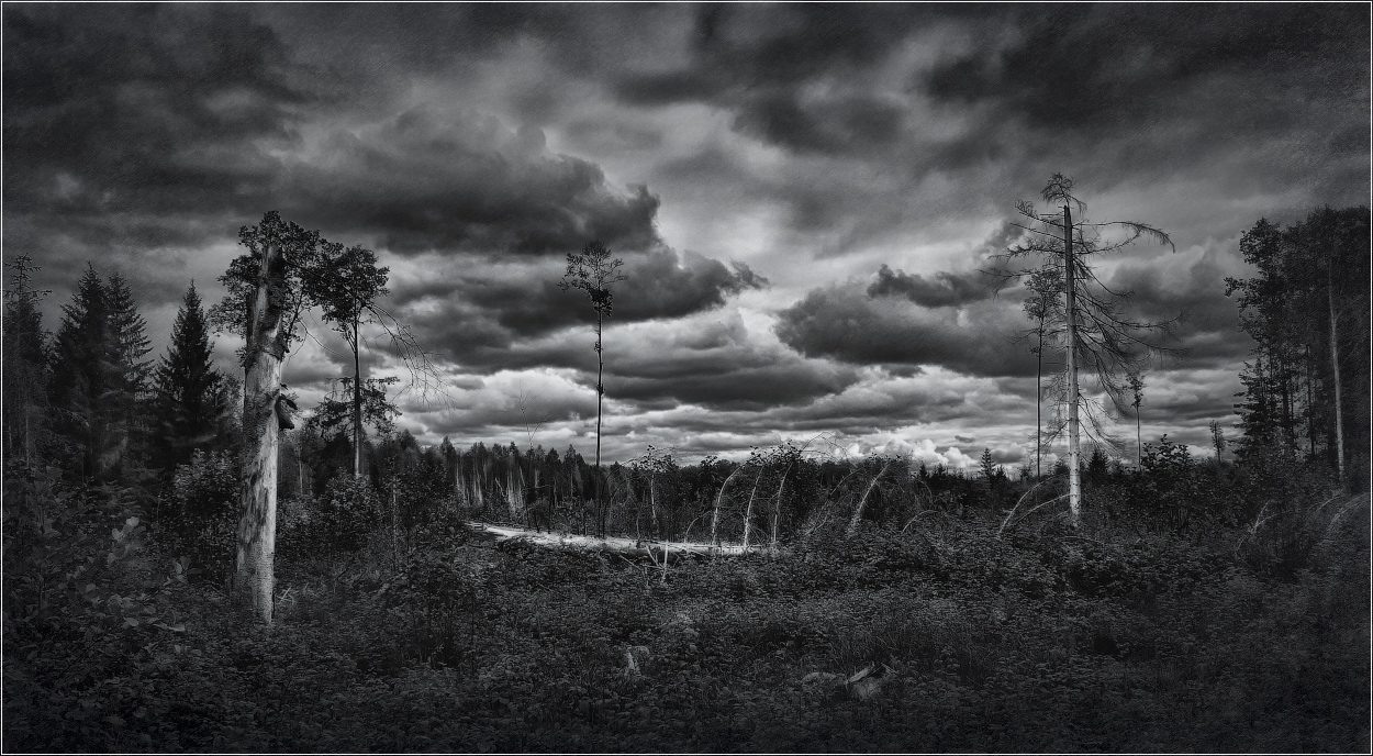 Мрачный лес | Фотограф Сергей Шабуневич | foto.by фото.бай