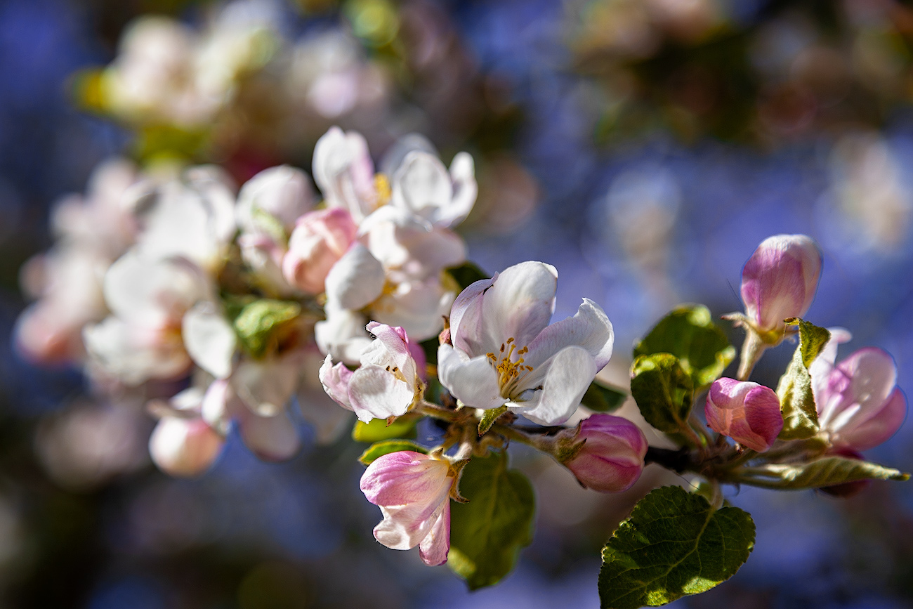 Яблони в цвету | Фотограф Айвар Удрис | foto.by фото.бай