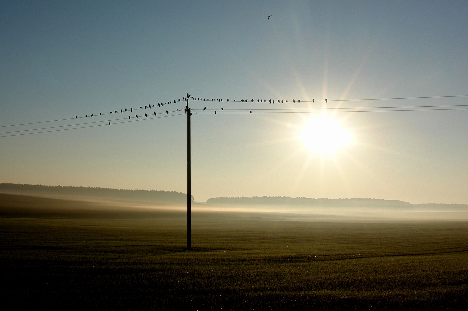 Снова птицы в стаи собираются. | Фотограф Сергей Тарасюк | foto.by фото.бай