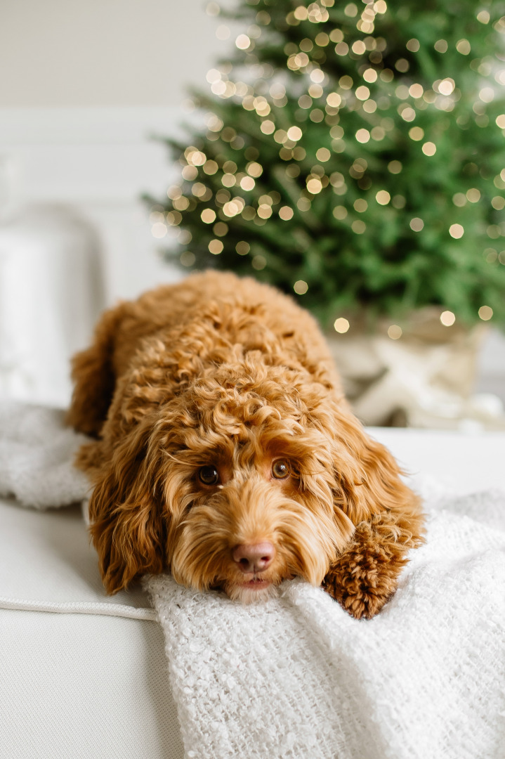 Фотограф Анна Островская, фотография от 15.01.2026