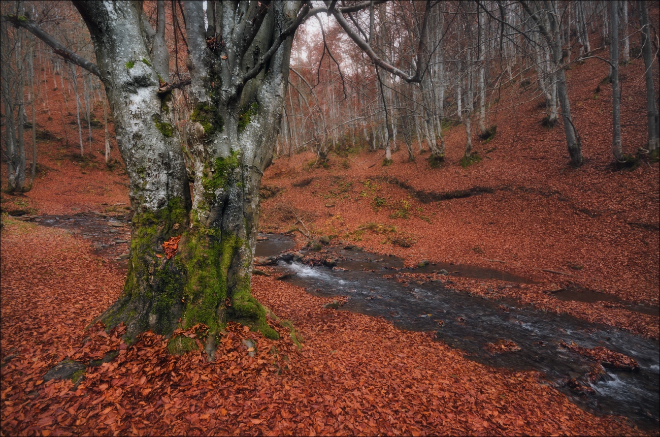 / Время опадающей листвы .. / | Фотограф Влад Соколовский | foto.by фото.бай