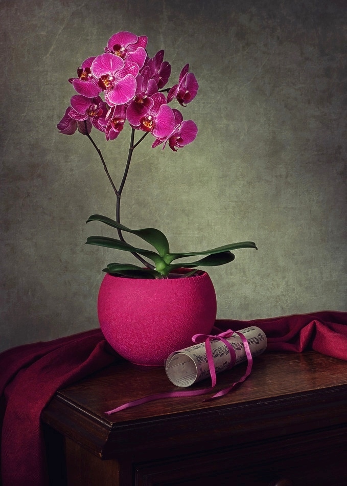Сага об орхидее фаленопсис | Фотограф Ирина Приходько | foto.by фото.бай