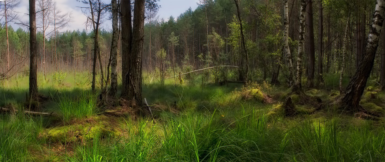 У лесного болотца | Фотограф Сергей Шабуневич | foto.by фото.бай