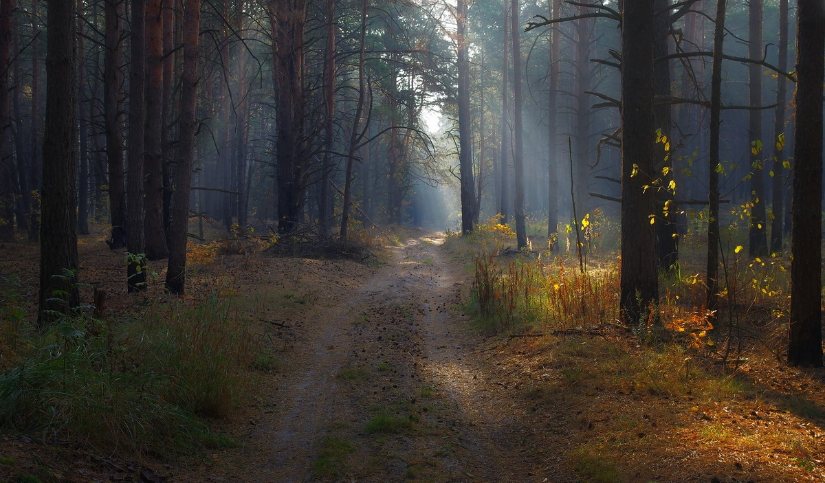 Утро в лесу | Фотограф Сергей Шляга | foto.by фото.бай