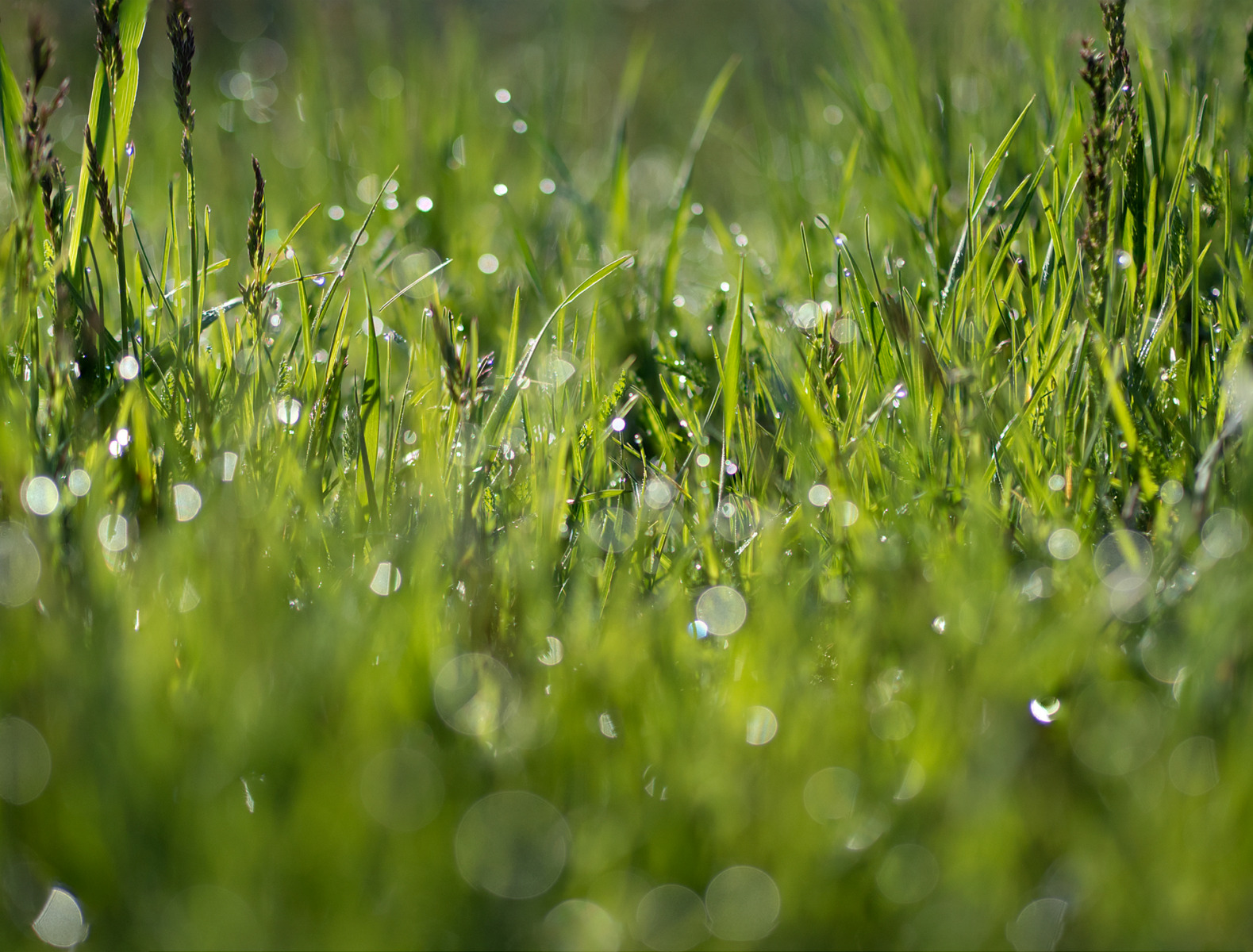 Трава у дома | Фотограф Валерий Талако | foto.by фото.бай