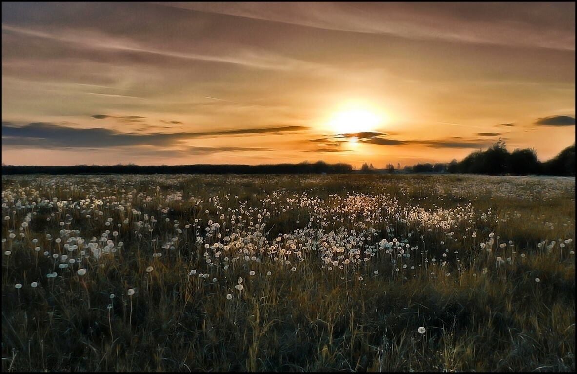 Одуванчиковый вечер | Фотограф Диана Буглак-Диковицкая | foto.by фото.бай