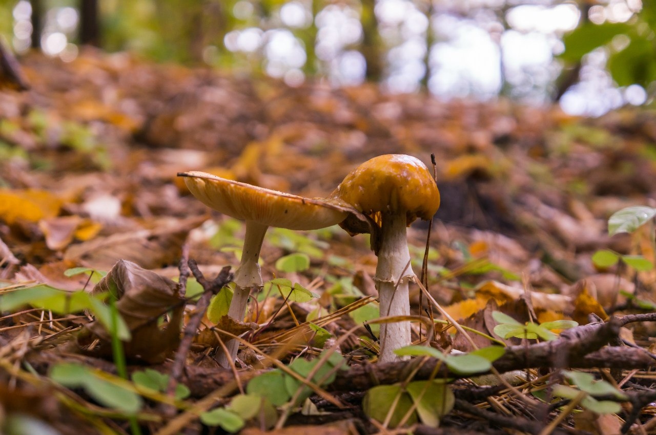 Осенние грибы | Фотограф Pavel Bezliudny | foto.by фото.бай