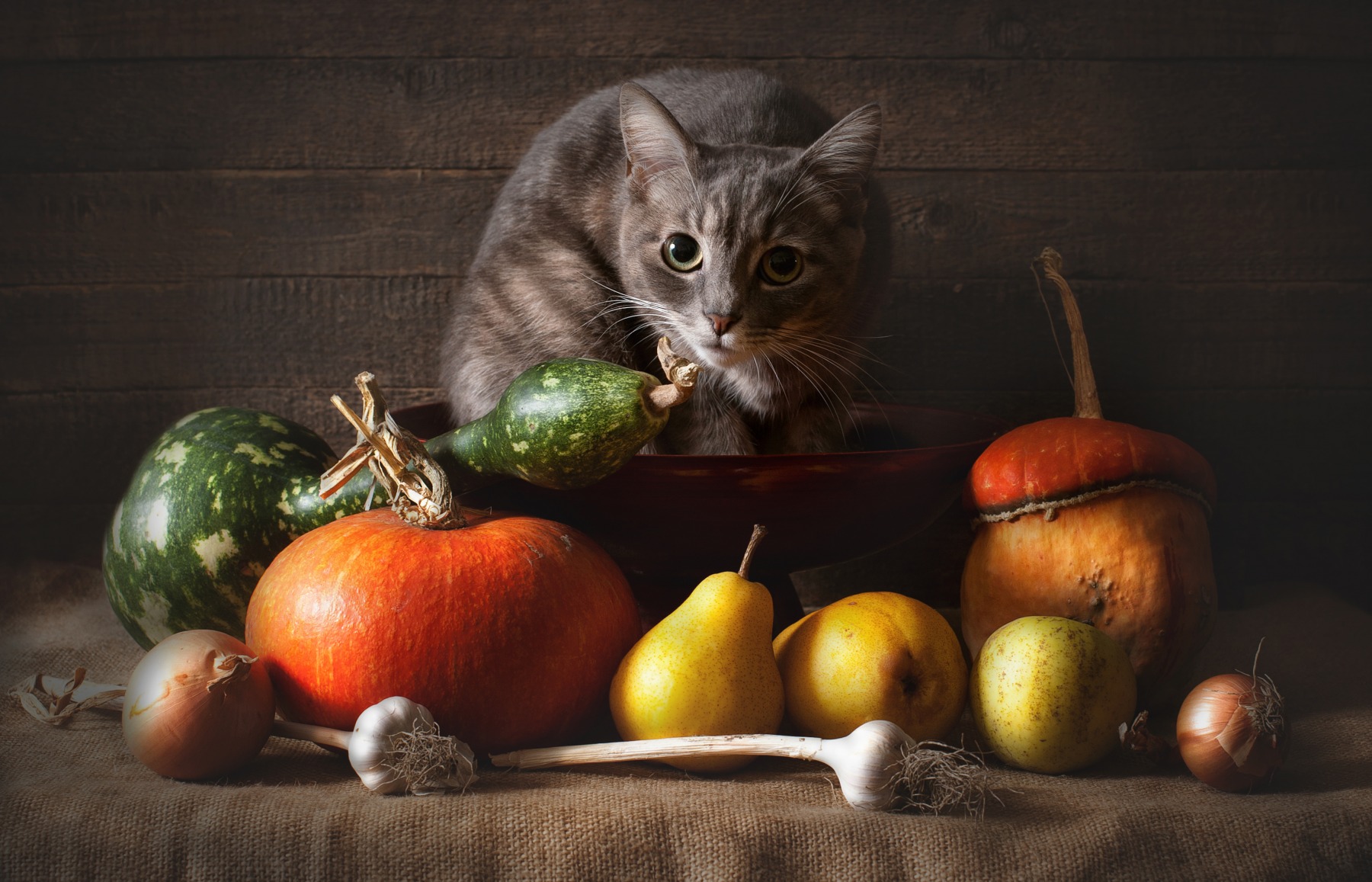 Я же не вегетарианка! | Фотограф Max Max | foto.by фото.бай