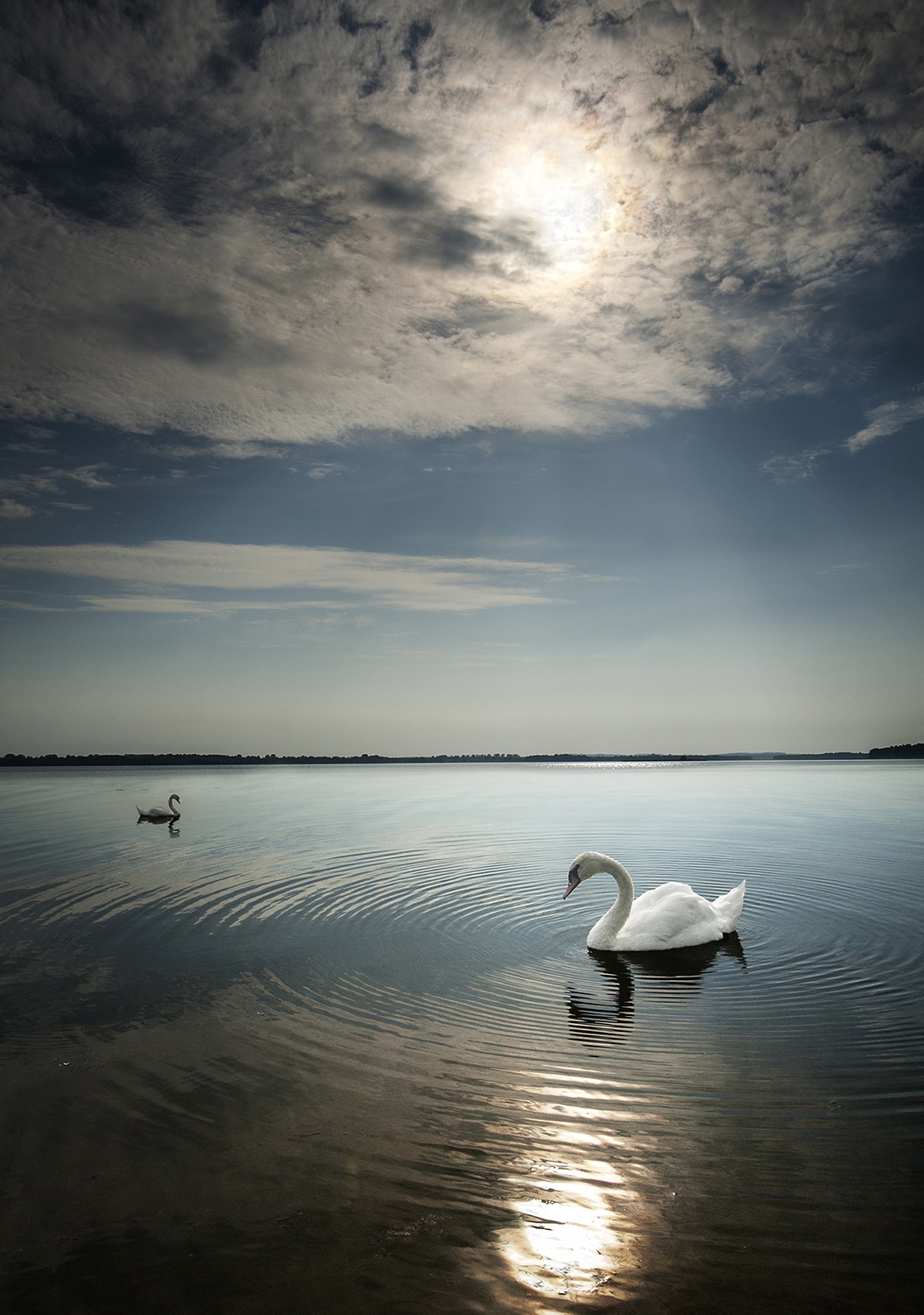 Swan Lake | Фотограф Danny Vangenechten | foto.by фото.бай