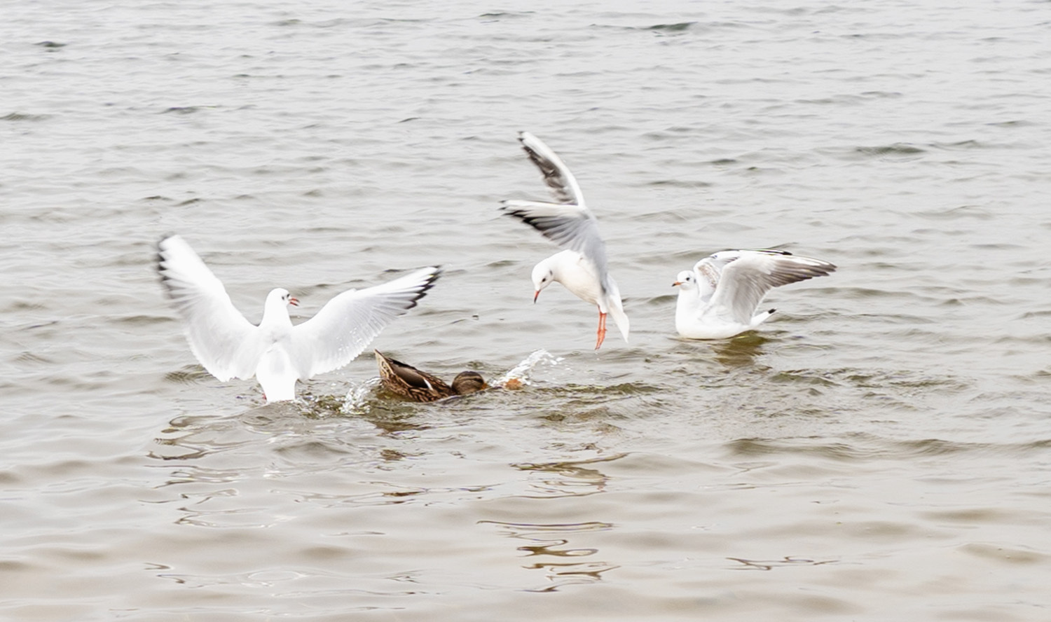 *** | foto.by фото.бай