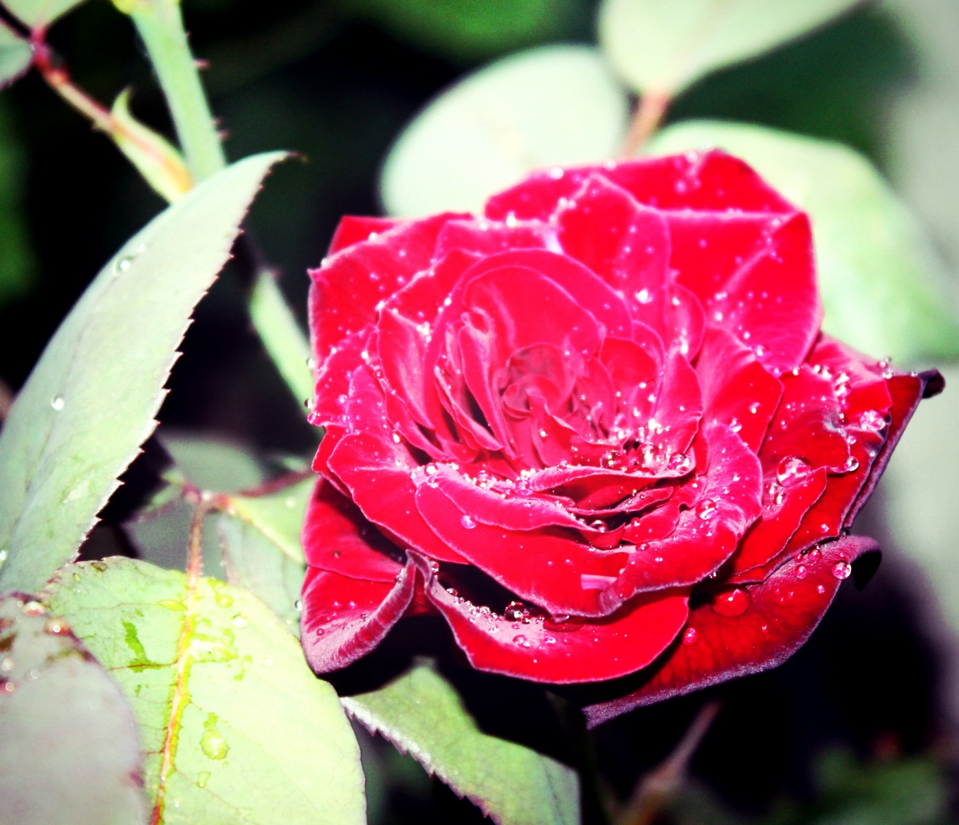 Роза после дождя | Фотограф Юлия Пинчук | foto.by фото.бай