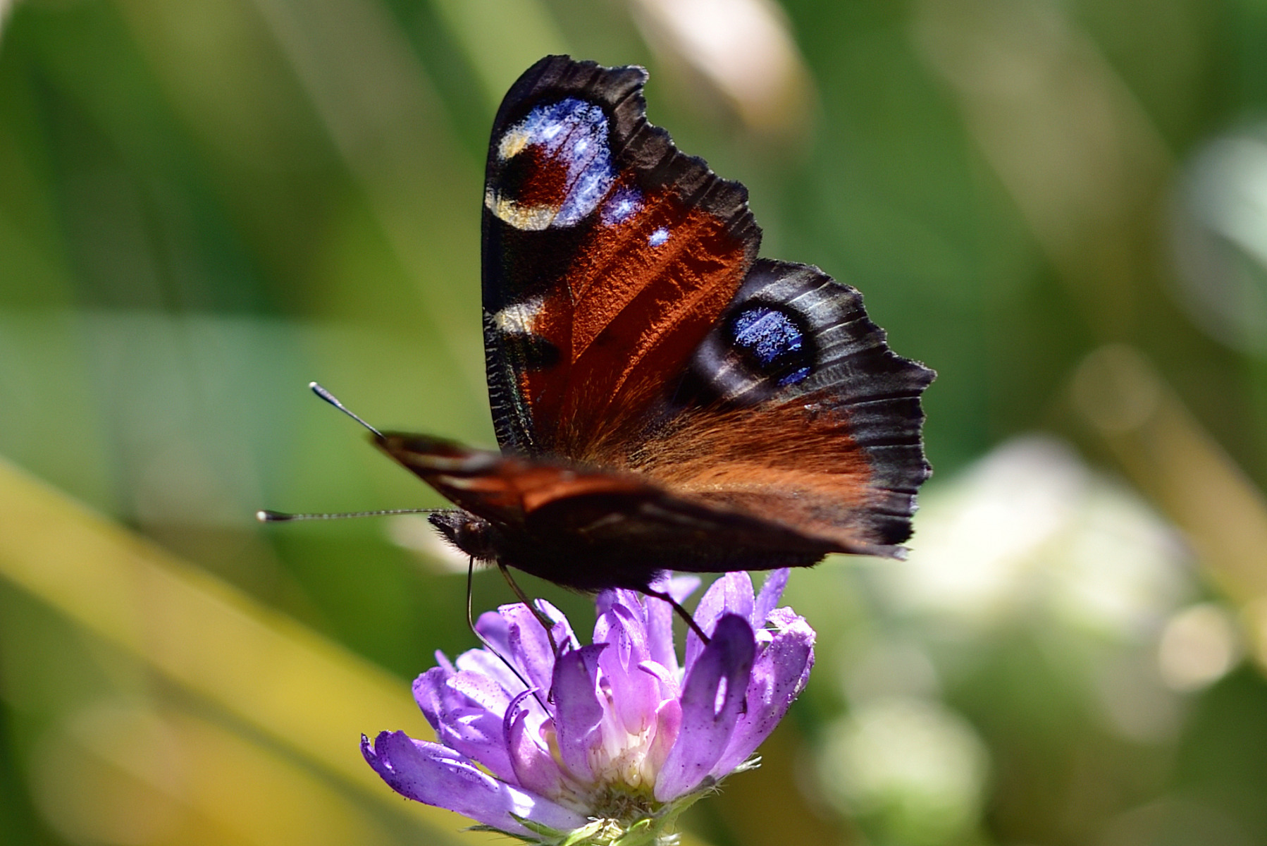 Butterfly.. | Фотограф Ihar Karneichuk | foto.by фото.бай