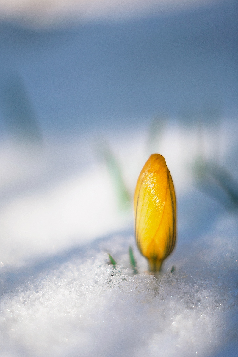 Весна | Фотограф Айвар Удрис | foto.by фото.бай
