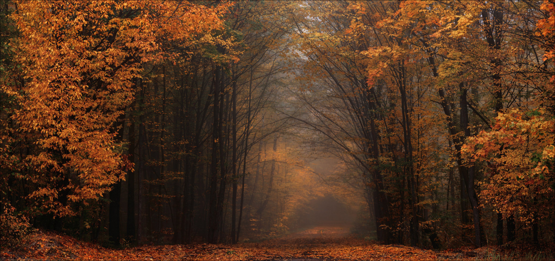 Лиственный лес осенью. | Фотограф Юрий Купреев | foto.by фото.бай