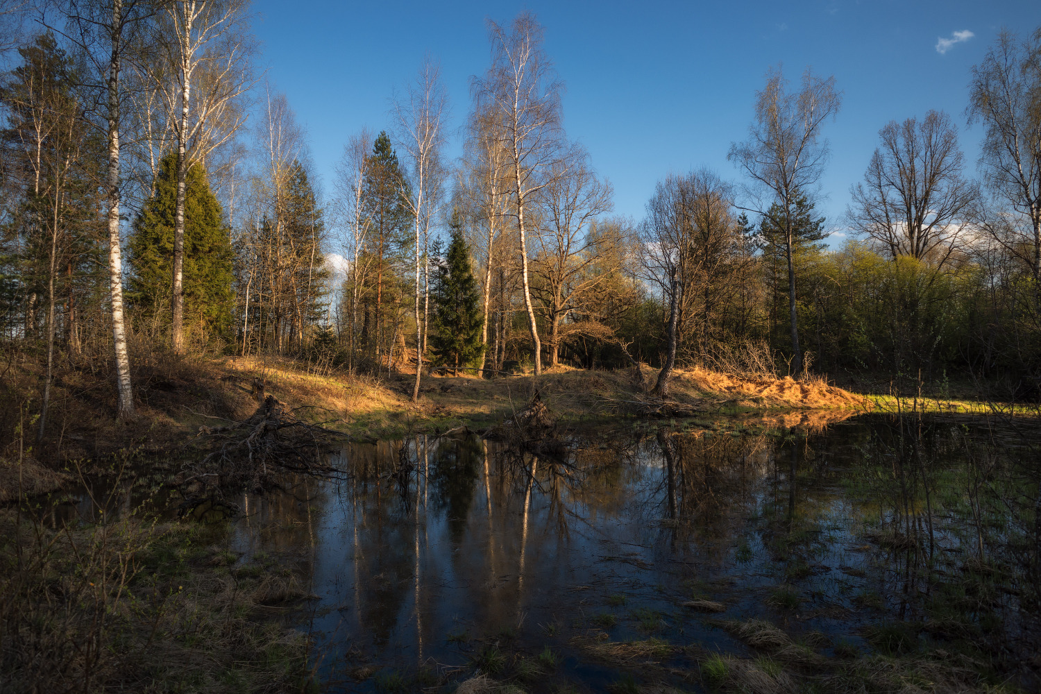 весна,лес,болотце | Фотограф Виталий Полуэктов | foto.by фото.бай