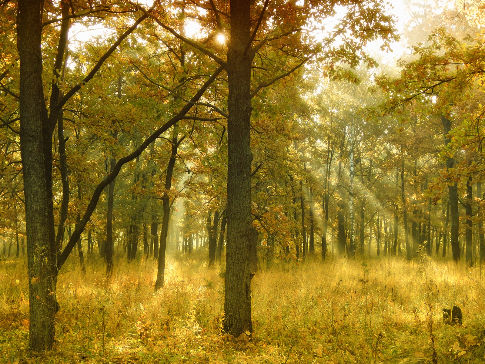 Осеннее лесное утро | Фотограф Александр Чиж | foto.by фото.бай