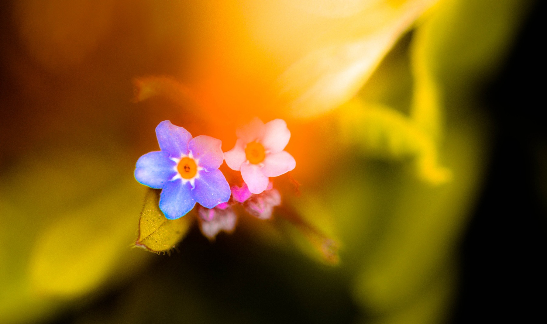 flower | Фотограф mersal wolf | foto.by фото.бай