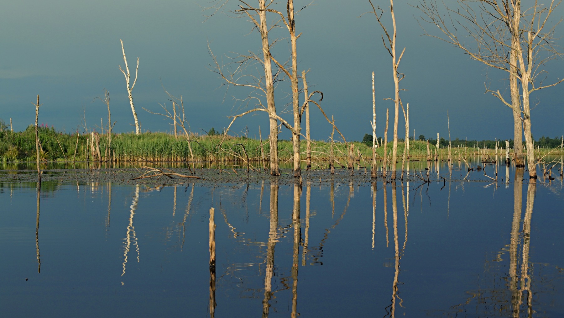 болото Городнянский мох | Фотограф Павел Помолейко | foto.by фото.бай