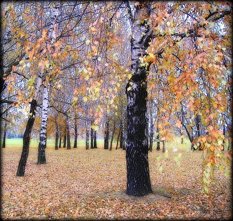 Осень | Фотограф Михаил Цегалко | foto.by фото.бай