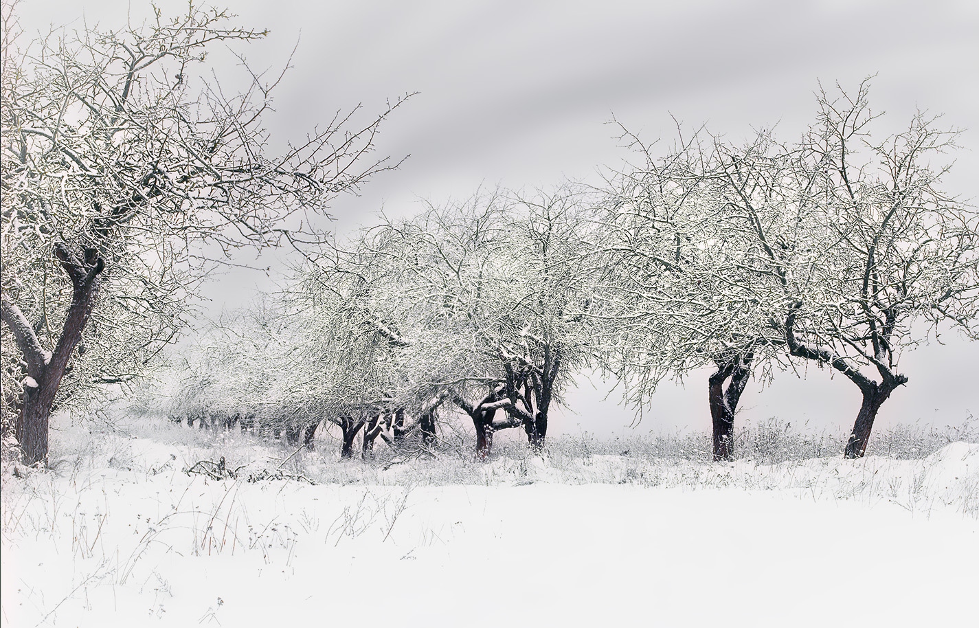 Зимний сад, ..., все вокруг деревья спят... | Фотограф Яўген Sagin | foto.by фото.бай