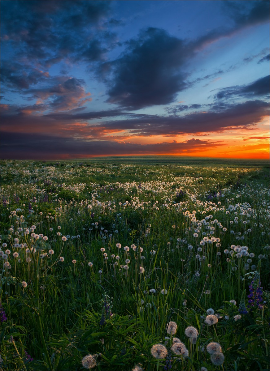 Одуванчиковое поле | Фотограф Сергей Шабуневич | foto.by фото.бай