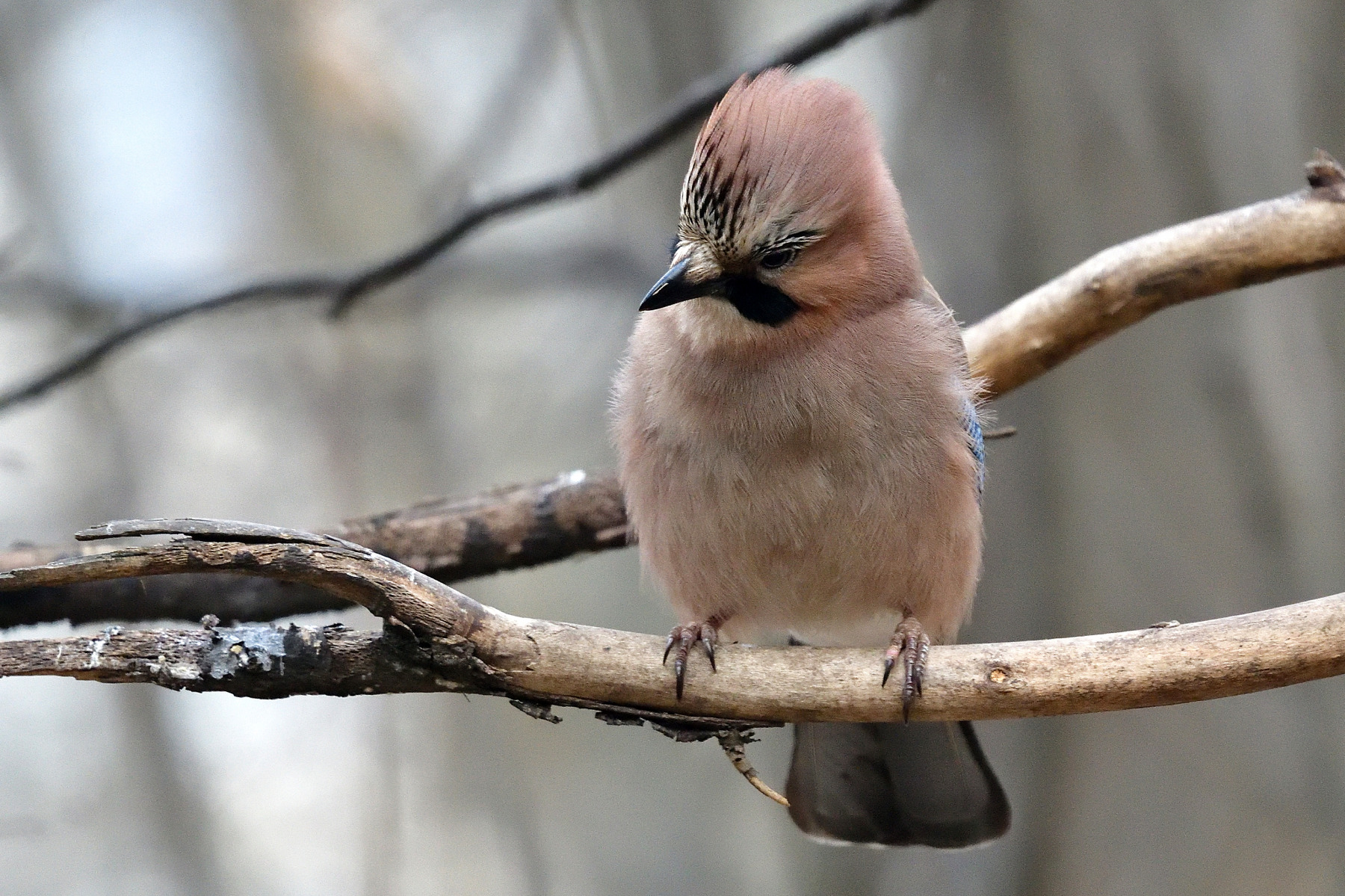 Jay.. | Фотограф Ihar Karneichuk | foto.by фото.бай